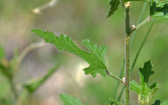 Sphaeralcea fendleri, Fendler’s Globemallow